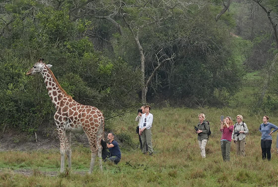ロスチャイルドキリン